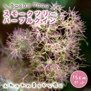 庭木・植木：ナナカマド（ななかまど）七竈 特大株 現品限り！*樹高