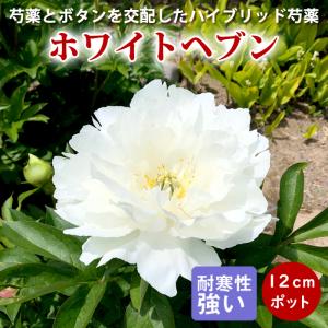 【10月下旬より発送・早割】芍薬 苗 イトウハイブリッド ホワイトヘブン12ｃｍポット株分け苗 しゃくやく シャクヤク ガーデニング 宿根草