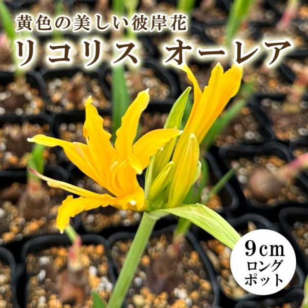 リコリス オーレア 9cmロングポット 苗 秋出葉型 ショウキズイセン 鍾馗水仙 彼岸花 曼珠沙華 ...