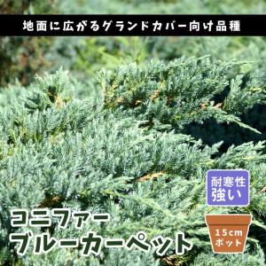 コニファー ゴールデンモップ（コニファー,庭木,植木,常緑樹,グランド
