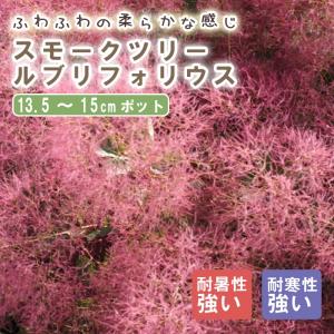 アガベ・ユタエンシス・エボリスピナ : 日本ライン花木センターYahoo