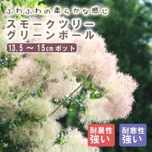 花木 庭木の苗 スモークツリー スノーパフ5号ポット : 園芸ネット