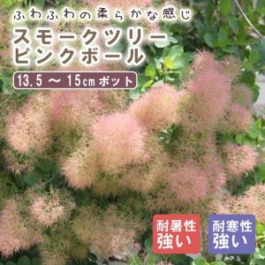 スモークツリー 苗木 ホワイトマジック 13.5cmポット苗 3年生苗 苗