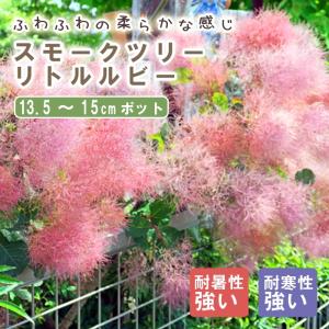 紫葉スモークツリー ロイヤルパープル 約2.1m 現品発送 超特大株 植木