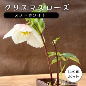 クリスマスローズ 開花株 松村ナーセリー 1鉢に3〜4種を寄せ植え