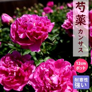 芍薬（シャクヤク/ピオニー） コーラルチャームの苗 : 植物・園芸専門
