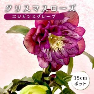 在庫処分 花苗 八重咲クリスマスローズ 開花株 花色おまかせ 6株 送料
