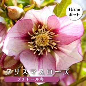 ミヨシのクリスマスローズ プチドール 沙羅 八重咲き多花性・小輪