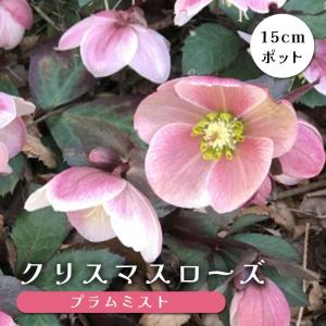 クリスマスローズ開花株 DD毬姫ピンクアプリコットフラッシュ 163 現品