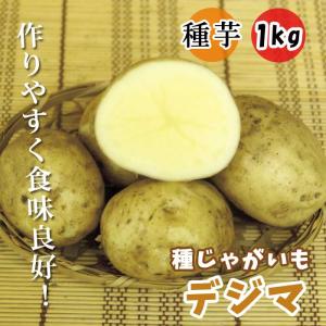 種 じゃがいも デジマ 出島 1kg 芋サイズ：S〜2L 種 ジャガイモ 春じゃが 馬鈴薯 種芋 家庭菜園 登録品種 春植え