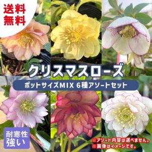 クリスマスローズ苗 グリーンリップ・利休系 12cmポット 送料無料 開花