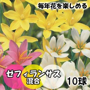 【予約・早割】 毎年花が咲く【 ゼフィランサス 混合 】 球根 10球 春植え 植えっぱなし 育てやすい zephyranthes 花の大和 【3月中旬より順次発送】