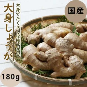 種 生姜 【 大身 しょうが 約180ｇ 500g】 種球根 千葉県産 国産 大しょうが ショウガ 薬味 ジンジャー ginger 花の大和