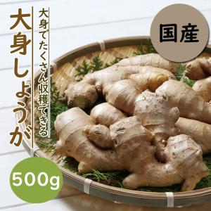 種 生姜 【 大身 しょうが 約180g 50...の詳細画像1