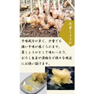 種 生姜 【 大身 しょうが 約180g 50...の詳細画像2
