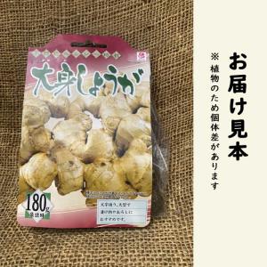 種 生姜 【 大身 しょうが 約180g 50...の詳細画像3