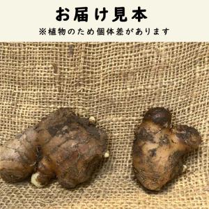 種 生姜 【 大身 しょうが 約180g 50...の詳細画像4