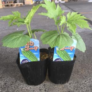 ゴーヤ苗の商品一覧 通販 Yahoo ショッピング