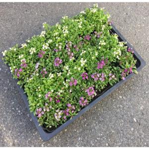 クリスマスローズ 原種 チベタヌス 3年生実生苗（甘粛省）H