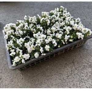 販売中　まもなく終了【お問い合わせページ】シクラメン　品種物　ガーデンシクラメン ☆ガーデンシクラメン（3.0寸）1箱24入りでの販売です。相場下がりまし