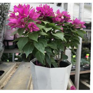 ブーゲンビリア 苗 花 ガーデニング の商品一覧 通販 Yahoo ショッピング