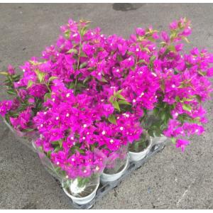 ブーゲンビリア 苗 花 ガーデニング の商品一覧 通販 Yahoo ショッピング