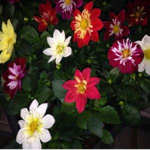 ダリア苗の商品一覧 通販 Yahoo ショッピング