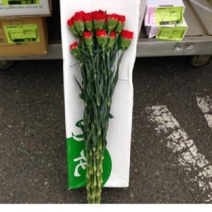 カーネーション切り花赤色、加工用商品です)1箱...の詳細画像2