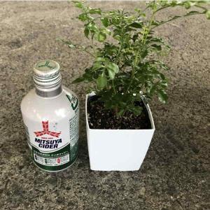 ミニ観葉セット（ 3寸角鉢）１箱；（２８入りでの販売です）