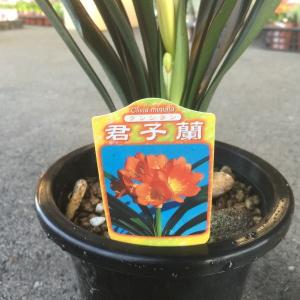 カーネーション切り花赤色；加工用商品です）最低発注単位1箱（100本