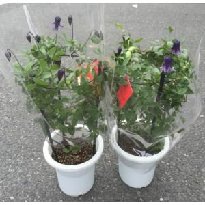 クレマチス（篭口5寸〜6寸鉢）1箱（2鉢入りでの販売です。）