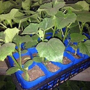 花卸し吉岡花壇 野菜苗 Yahoo ショッピング