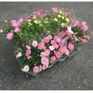 クリスマスローズ 原種 チベタヌス 4〜5年生実生株（甘粛省） 5号鉢