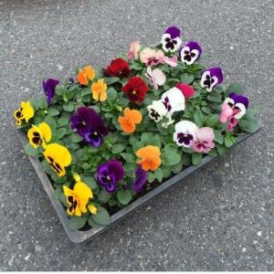 クリスマスローズ 原種 チベタヌス 4〜5年生実生株（甘粛省） 5号鉢