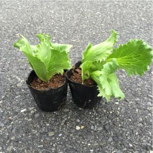 レタス:シスコ他(玉レタス)(3.0寸)1箱3...の詳細画像2