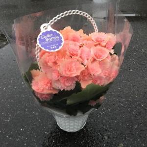 カーネーション切り花赤色；加工用商品です）最低発注単位1箱（100本