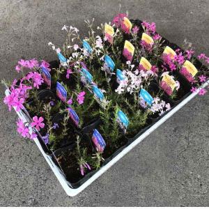 芝桜:ミックス（3寸）１箱２４ポット入りでの販売です。
