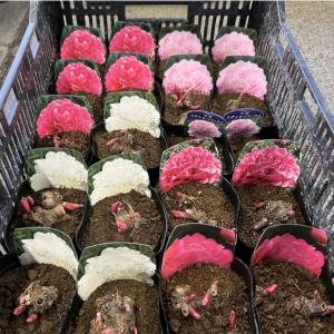 カーネーション切り花赤色；加工用商品です）最低発注単位1箱（100本