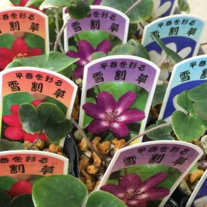 カーネーション切り花赤色；加工用商品です）最低発注単位1箱（100本