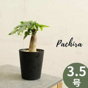 観葉植物 パキラ 3.5号 受け皿付 ミニ観葉 おしゃれ インテリアグリーン プレゼント