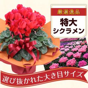 シクラメン 鉢植え 6号鉢