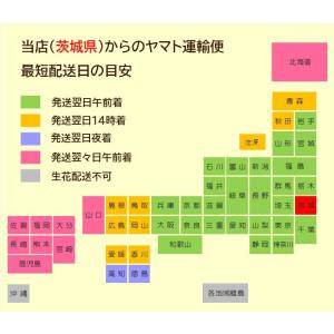 送料無料 ひまわり アレンジメント フラワーギ...の詳細画像4