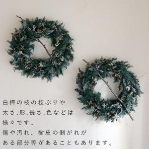 【数量限定 約直径33cm 】 大きな針葉樹の...の詳細画像4