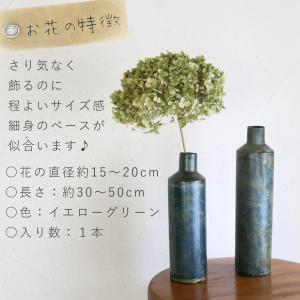 【約直径15〜20cm】アナベル枝つき 中 /...の詳細画像2