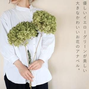 【約直径20〜25cm】アナベル枝つき 大 /...の詳細画像1
