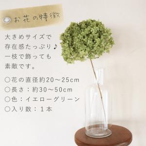 【約直径20〜25cm】アナベル枝つき 大 /...の詳細画像2