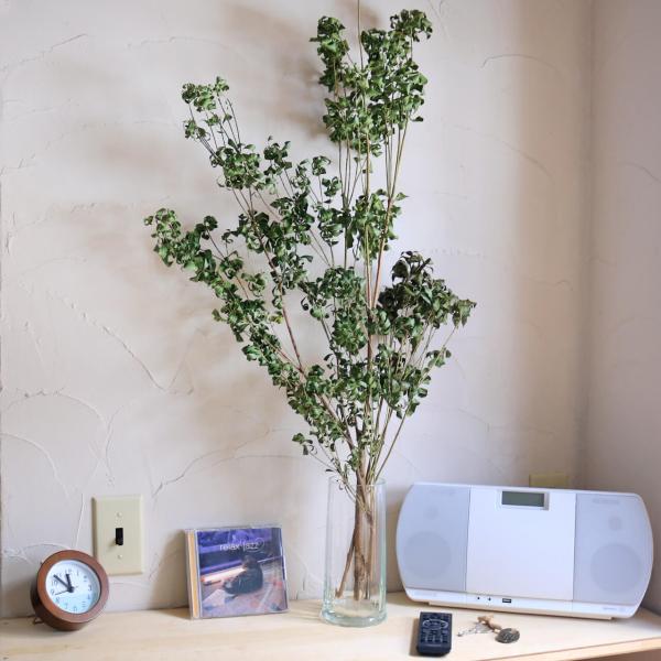 ドライフラワー あせび  大枝 60〜80cm 【グリーン】 ◆ 馬酔木 あせぼ アセビ / ナチュ...