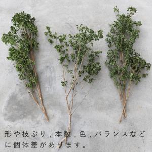 ドライフラワー あせび 大枝 60〜80cm ...の詳細画像4
