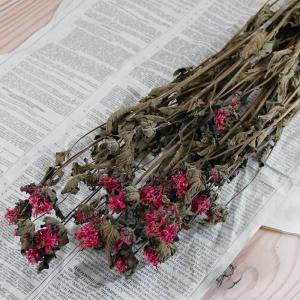 ベルガモット * モナルダ / 北海道産 ドライ...の商品画像