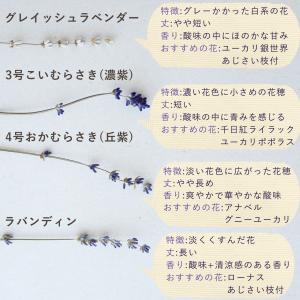 【 富良野産 ドライフラワー 】 ラベンダー ...の詳細画像5
